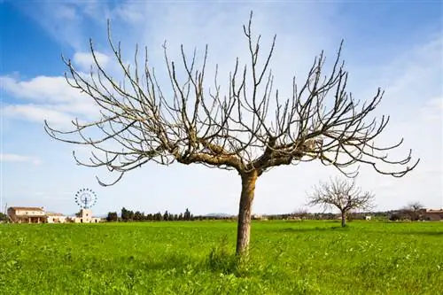 Il fico perde le foglie