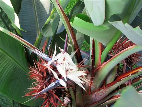 Exotic Strelitzia Nicolai: คำแนะนำสำหรับการดูแลที่เหมาะสมที่สุด