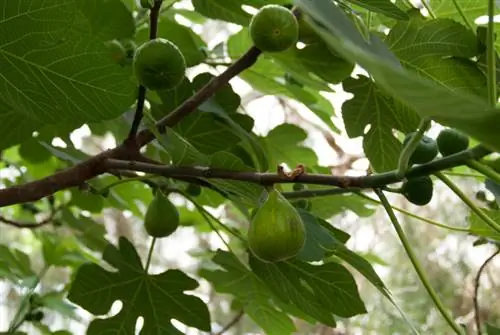 raíces de higuera