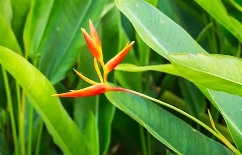 Strelitzia geen bloemen