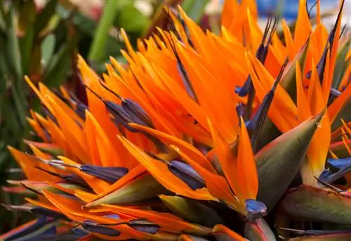 Fertiliza las Strelitzias correctamente: así favoreces el esplendor de las flores