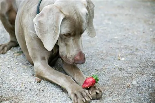 Strawberries dog