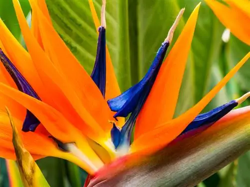 A është helmuese Strelitzia? Rreziqet për njerëzit dhe kafshët