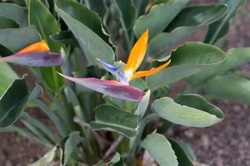 Tanam strelitzia