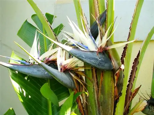 Strelitzia in winter