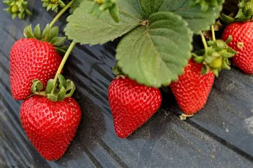 Planting strawberries: How do I find the perfect location?