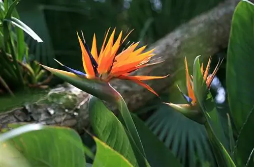 Soiurile Strelitzia