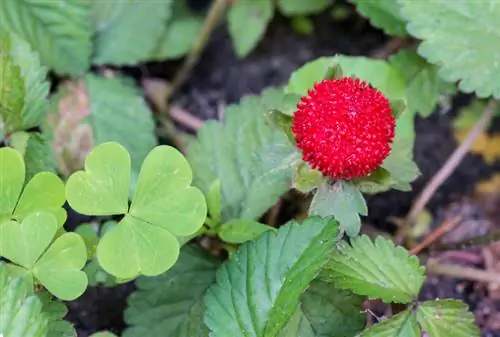 Fresa simulada comestible