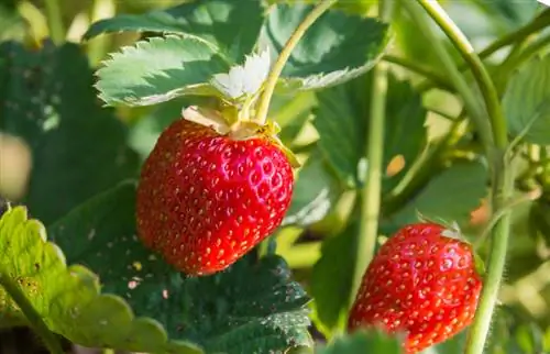 Plant strawberries and tomatoes together