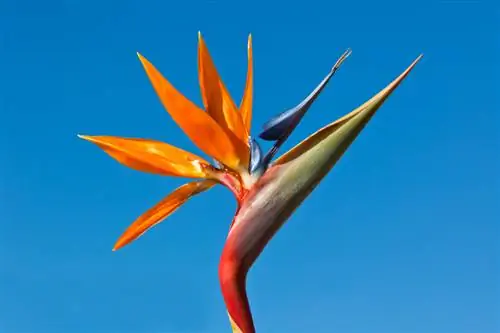 Strelitzia Posizione: consigli per il posto perfetto