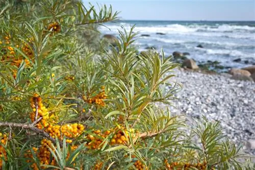 সমুদ্র buckthorn কাটা