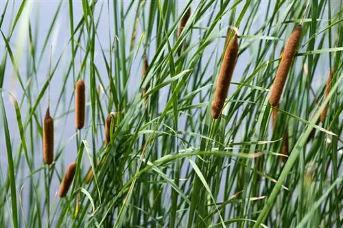 Set cattails