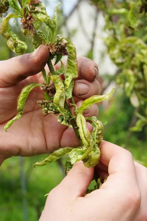 Penyakit keriting pada pokok pic: Apa yang perlu dilakukan terhadap kulat?