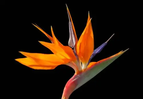 Strelitzia blooms