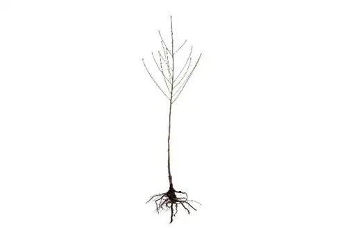 Peach Tree Root System: How Deep and Wide Do They Grow?