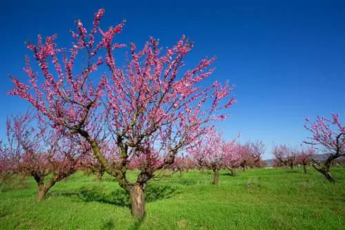 Perske boom profiel