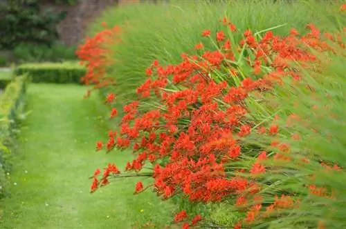 Montbretie sny: Dit is hoe jy die prag van blomme bevorder