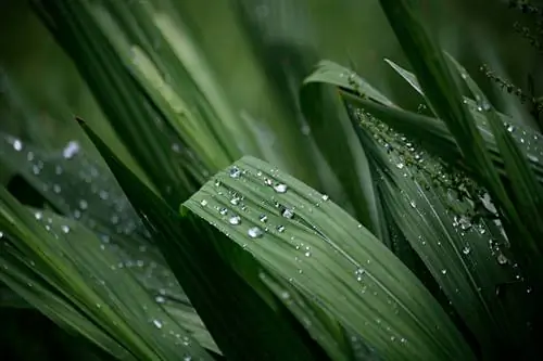 Montbretia not blooming: Mga posibleng sanhi at solusyon