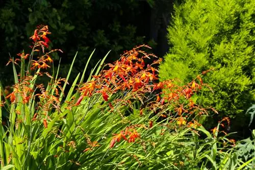 Montbretien: consells d'ubicació per a flors exuberants