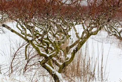 Hardy peach tree varieties: Paano ko mahahanap ang tama?