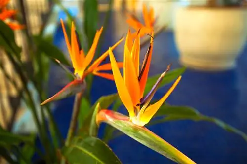 Strelitzia dans un seau