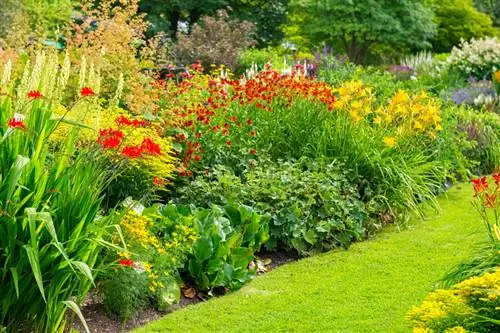 Hardy Montbretias: Hvordan planter jeg dem riktig?