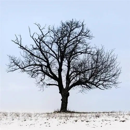 Overwintering sa cherry tree: Ito ay kung paano mo ito pinoprotektahan mula sa frost damage