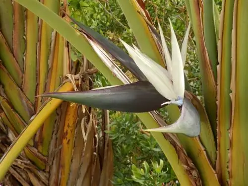 Strelitzia turns brown