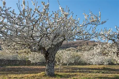 De kersenboom bekalken: waarom het belangrijk is en hoe je het moet doen