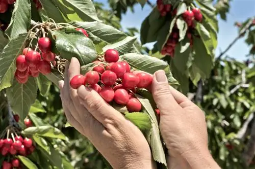 চেরি গাছ পাতলা