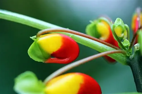 Cuidado de las plantas de loros