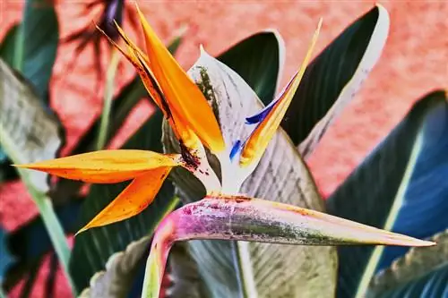 Strelitzia хортон шавьж