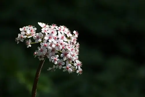 Hoja de registro de especies