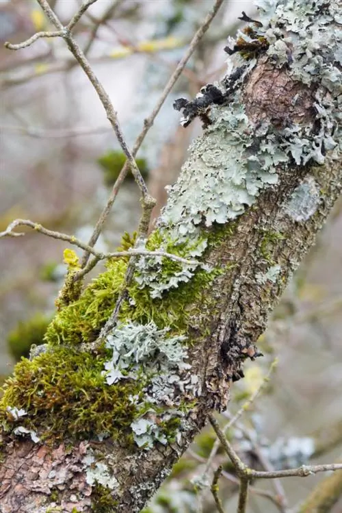 Lichen pokok ceri sebagai penunjuk kualiti udara yang baik