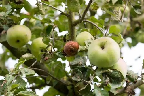 Echte meeldauw appelboom