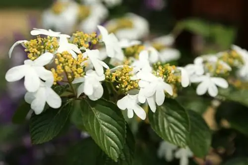 Japansk snøball: pleietips for frodige blomster