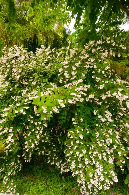 Geurende jasmijn in de tuin