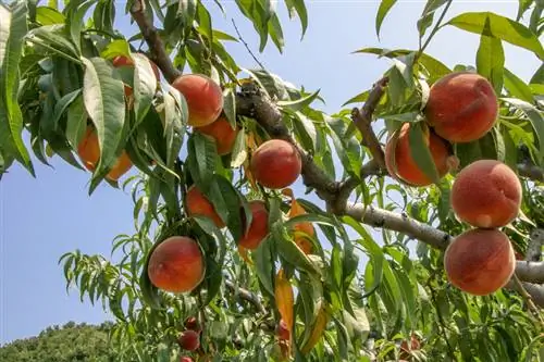 ताजा आड़ू: उनका स्वादिष्ट मौसम कब शुरू होता है?