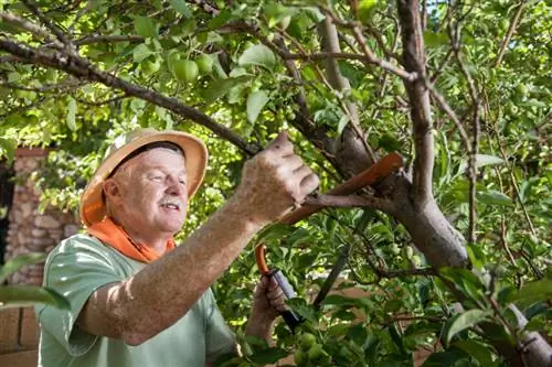 Somer snoei appelboom