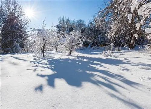 Winter-hardy scented jasmine: How do I protect young bushes?