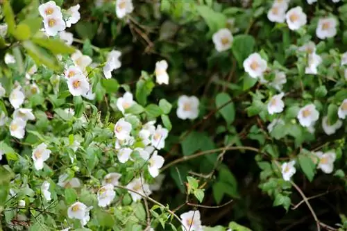 Geurige jasmyn voortplanting