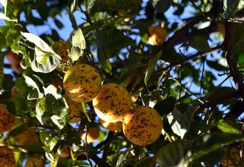 Portağal ağacı xəstəlikləri