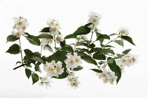 Scented jasmine pruning