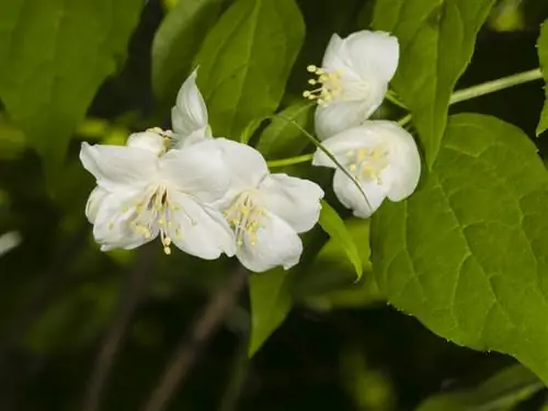 Dišeči jasmin: nevarnost zastrupitve in varno ravnanje