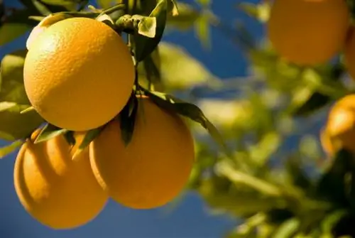 Orange harvest time