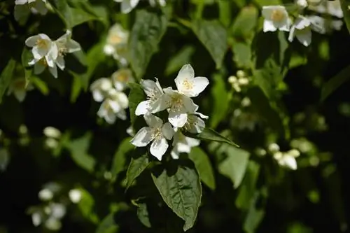 Duftende jasminpleje: tips til sunde og duftende buske