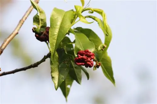 Peach tree diseases