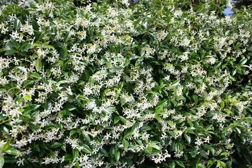 Taille du véritable jasmin