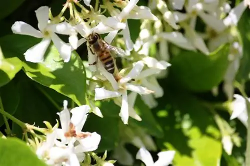 Jasmin véritable : conseils d'entretien, d'arrosage et d'hivernage