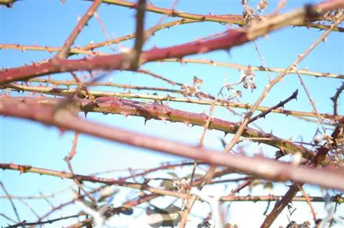 Böğürtlenler için kafes: espalier yapımı artık daha kolay